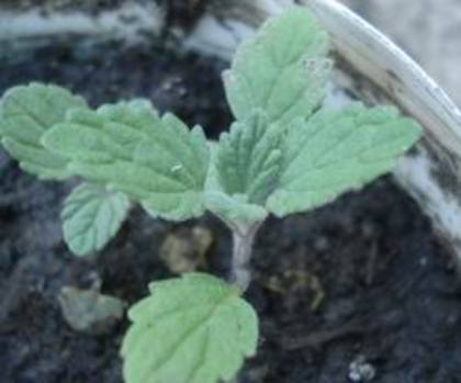 catmint; Nepeta faassenii
