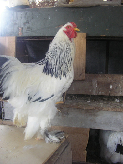 Picture 189 - Brahma herminat deschis