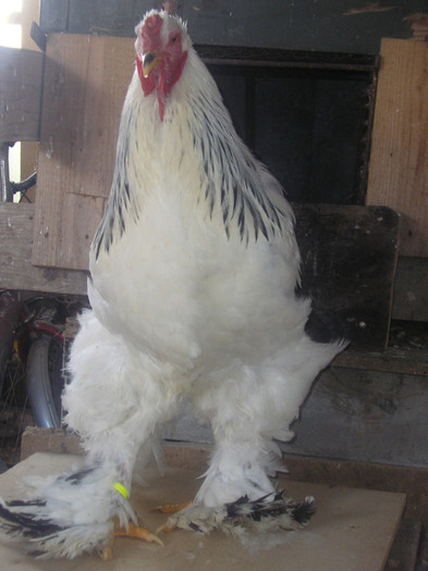 Picture 191 - Brahma herminat deschis
