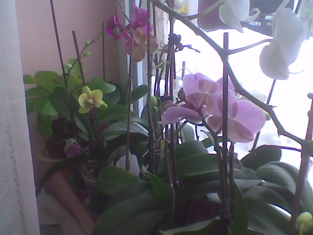 februarie - Orhidee 2012