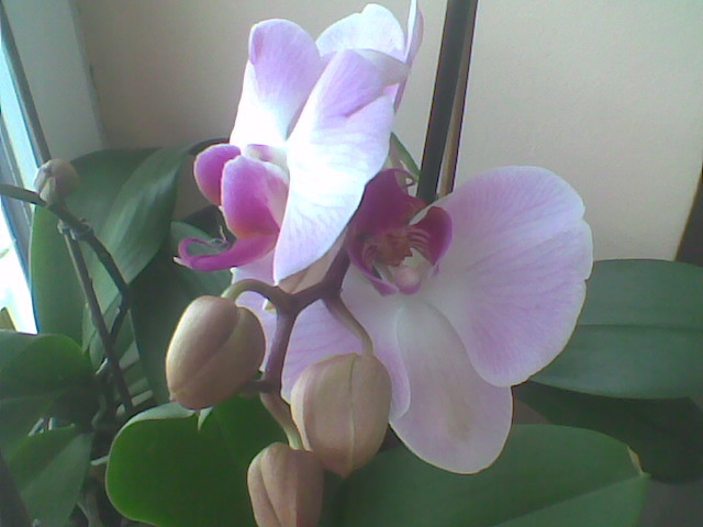 Imag024 - Orhidee 2012