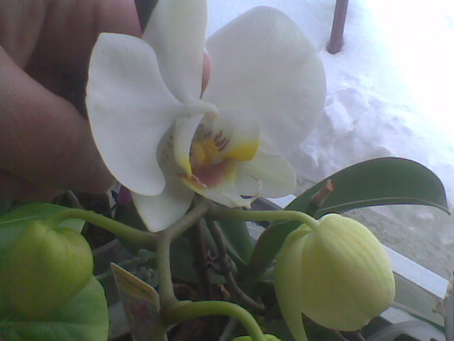 Imag028 - Orhidee 2012