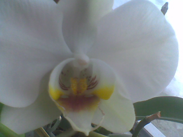 Imag030 - Orhidee 2012