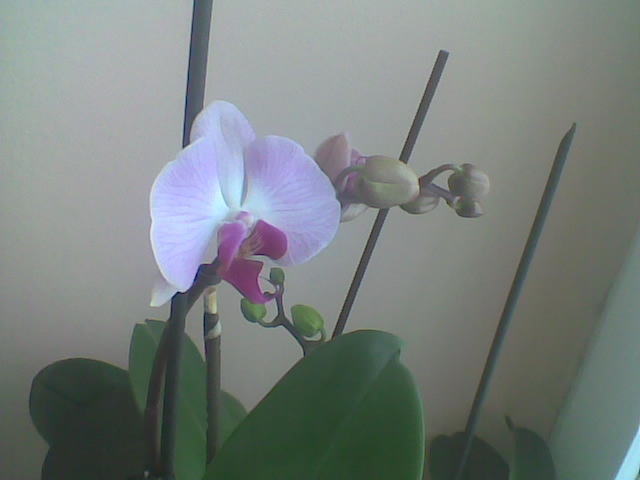 Imag053 - Orhidee 2012