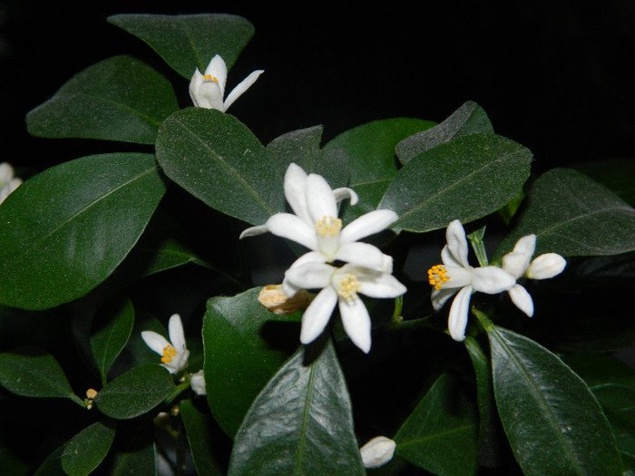 DSCN0335; flori parfumate
