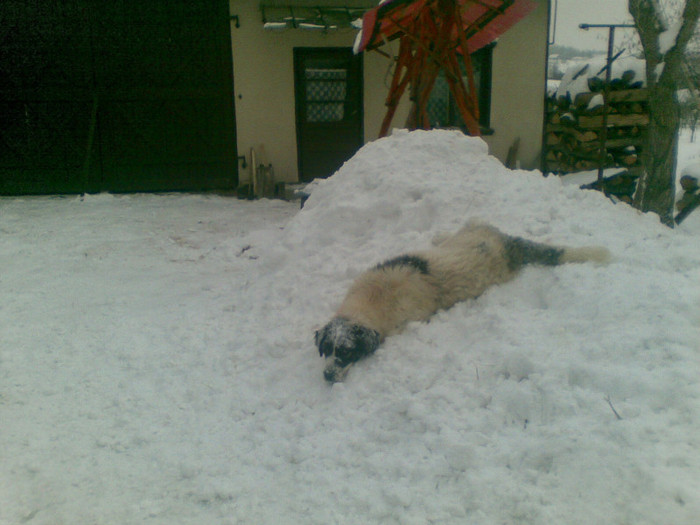 18022012(001) - caini ciobanesti de bucovina care au fost sau sunt in proprietatea mea