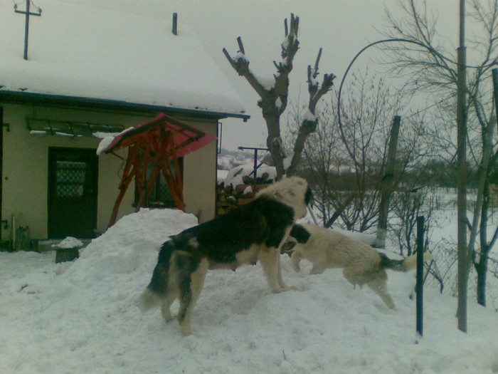 18022012(004) - caini ciobanesti de bucovina care au fost sau sunt in proprietatea mea
