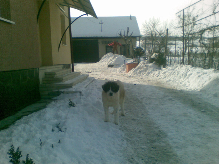 19022012(004) - caini ciobanesti de bucovina care au fost sau sunt in proprietatea mea
