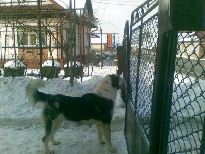 19022012(003) - caini ciobanesti de bucovina care au fost sau sunt in proprietatea mea