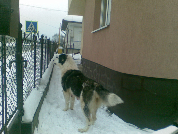 18022012(006) - caini ciobanesti de bucovina care au fost sau sunt in proprietatea mea