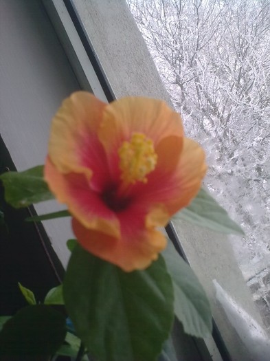  - A-Flori 2012