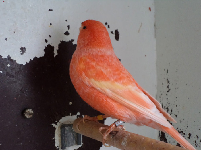 mascul rosu neintensiv - canari rosii 2011