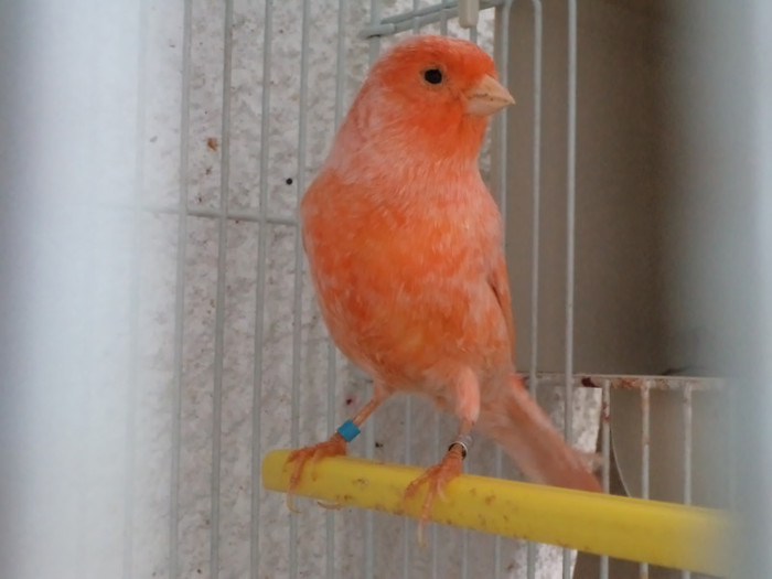 femela rosu neintensiv - canari rosii 2011