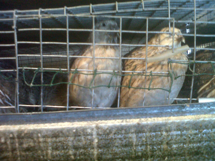 IMG00044-20120219-1108