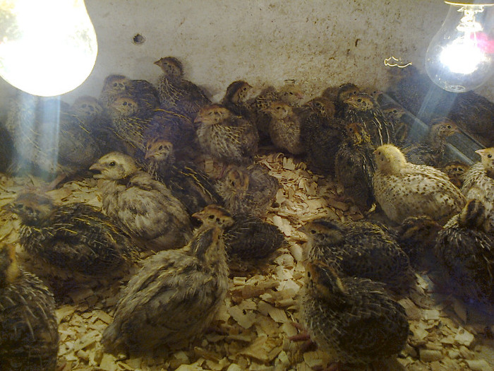 Mami0039; pui 7 zile
