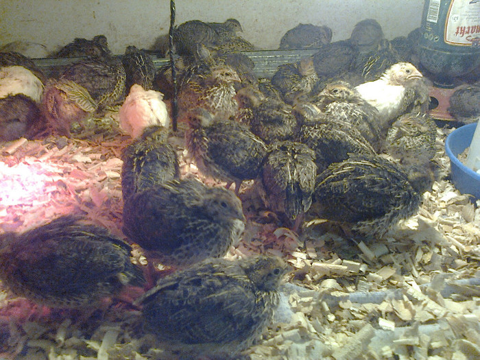 Mami0032; pui prep 14 zile
