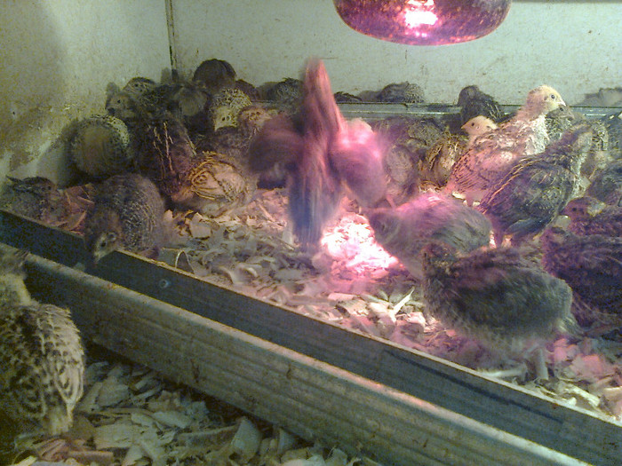 Mami0033; pui 14 zile
