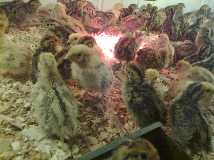 Mami0036; pui 14 zile
