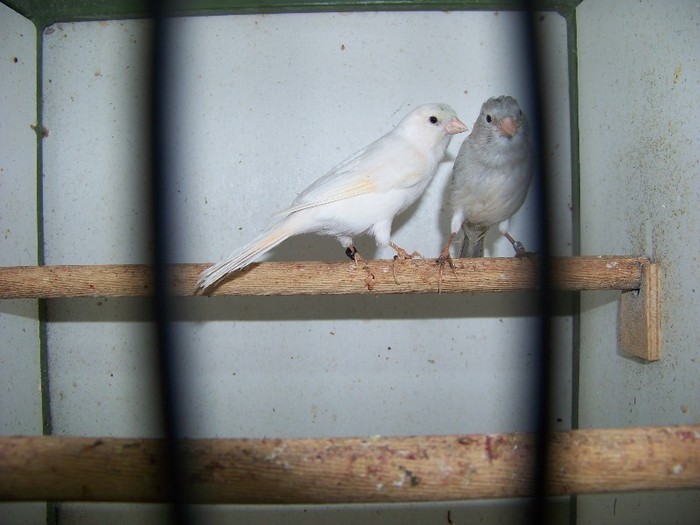 Mama eroina 6pui din 6oua - CANARII MEI