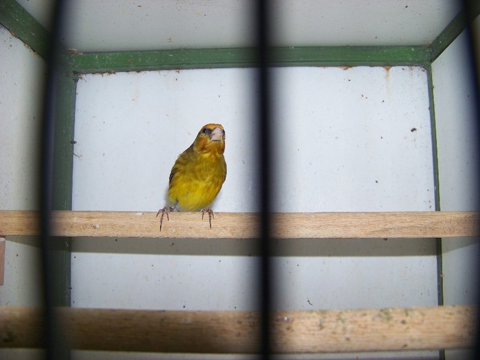 Hibrid sticlete - CANARII MEI