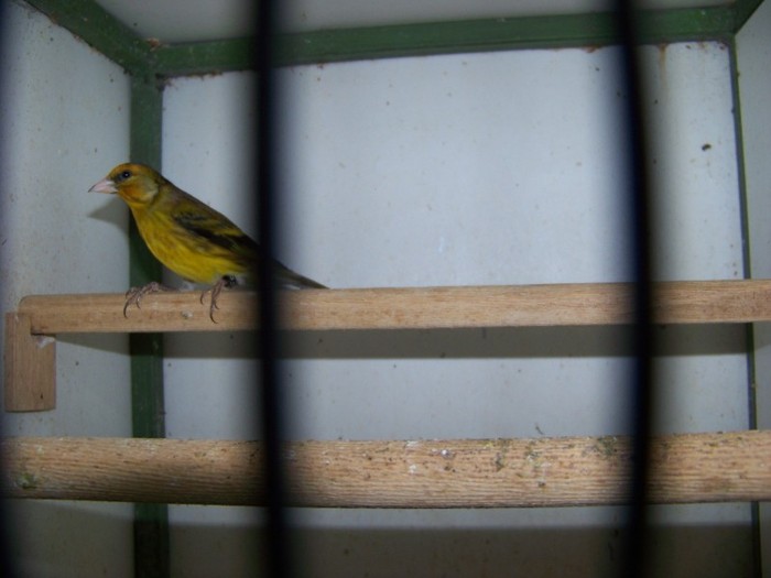 Hibrid sticlete - CANARII MEI