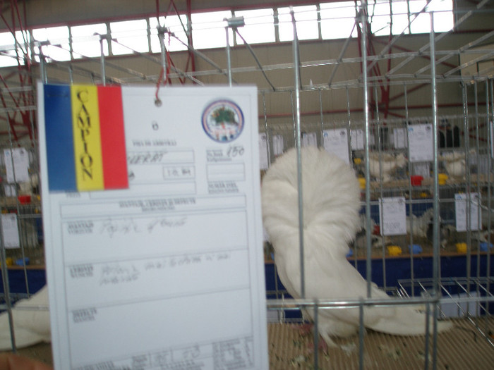 P1012738 - 5-a-a- GERMANII- Guleratii -IN  EXPOZITIE NATIONALA MS-----Judeteana - Ludus 2012- Expo Nat-CJ-2013