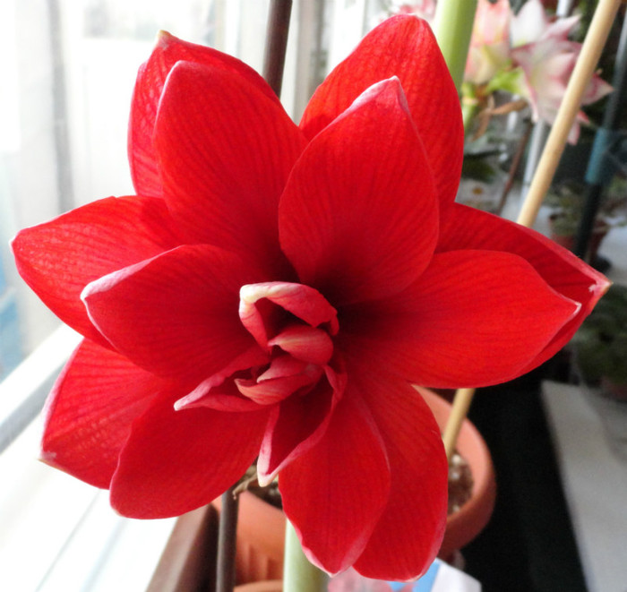 Double Dragon - Amaryllis f