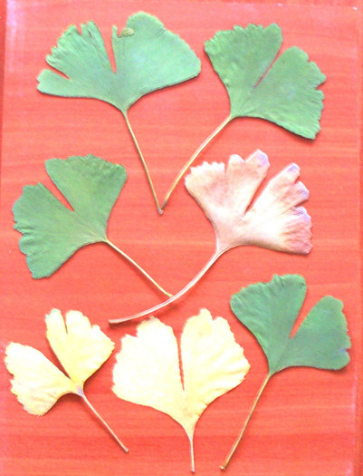 Frunze Ginkgo - Primii muguri - 2012