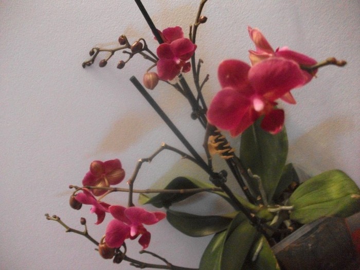 19.02.2012 - orhidee februarie 2012