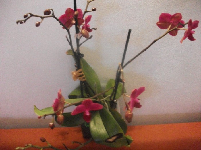 poze 1201 - orhidee februarie 2012