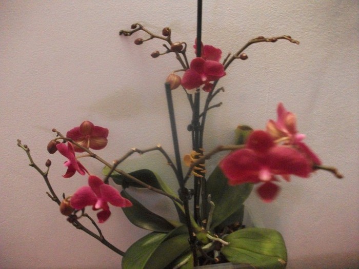 poze 1202 - orhidee februarie 2012