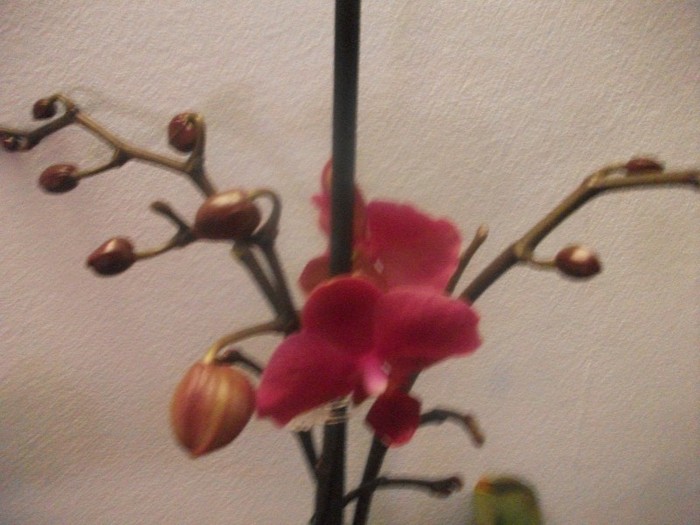 poze 1203 - orhidee februarie 2012