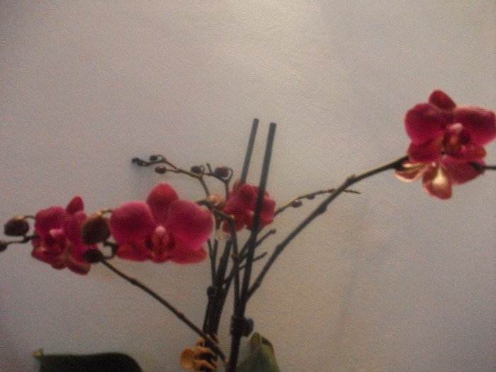 poze 1204 - orhidee februarie 2012