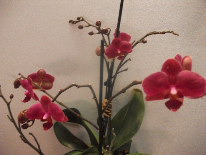 poze 1205 - orhidee februarie 2012