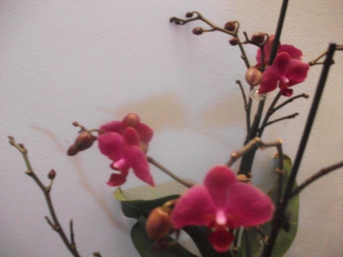 poze 1206 - orhidee februarie 2012
