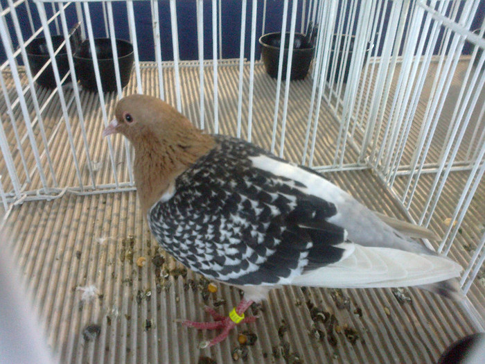 280120121720 - expozitia nationala porumbeii Brasov 2012