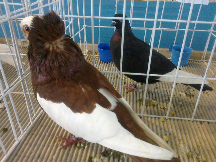 280120121562 - expozitia nationala porumbeii Brasov 2012