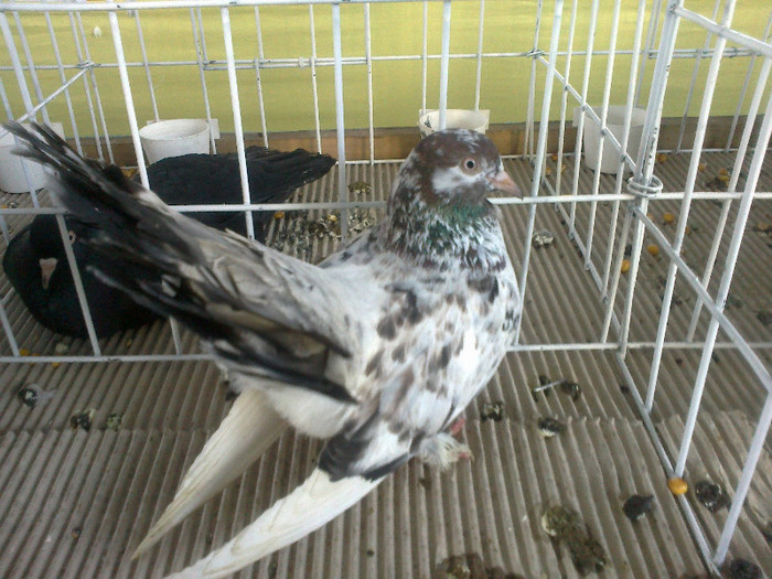 280120121577 - expozitia nationala porumbeii Brasov 2012