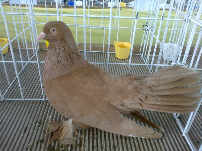 280120121582 - expozitia nationala porumbeii Brasov 2012