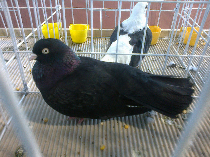 280120121589 - expozitia nationala porumbeii Brasov 2012