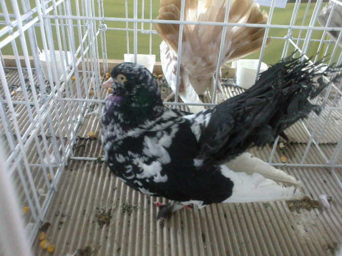 280120121596 - expozitia nationala porumbeii Brasov 2012