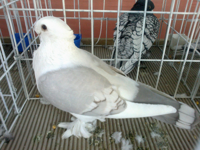 280120121606 - expozitia nationala porumbeii Brasov 2012