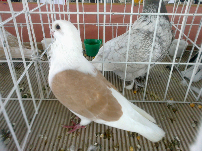 280120121609 - expozitia nationala porumbeii Brasov 2012