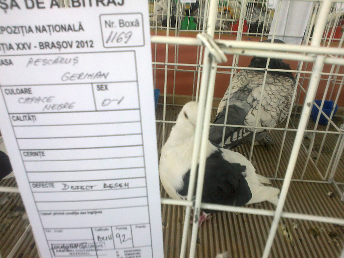 280120121610 - expozitia nationala porumbeii Brasov 2012