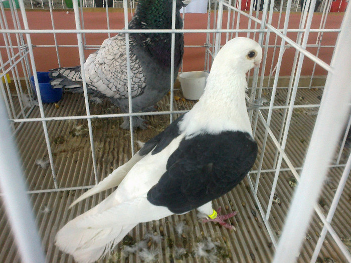 280120121612 - expozitia nationala porumbeii Brasov 2012