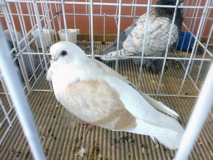 280120121615 - expozitia nationala porumbeii Brasov 2012