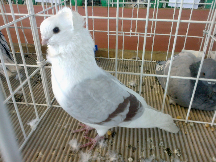 280120121616 - expozitia nationala porumbeii Brasov 2012