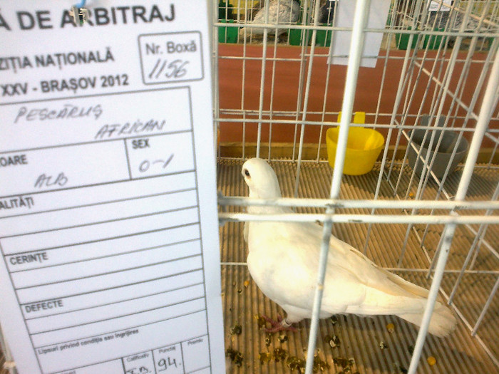 280120121617 - expozitia nationala porumbeii Brasov 2012