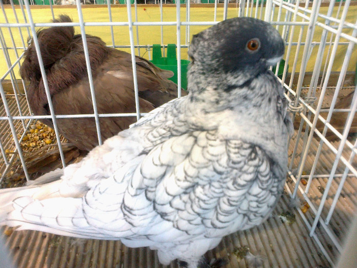 280120121619 - expozitia nationala porumbeii Brasov 2012
