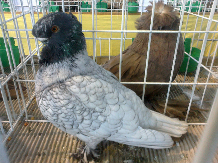 280120121620 - expozitia nationala porumbeii Brasov 2012